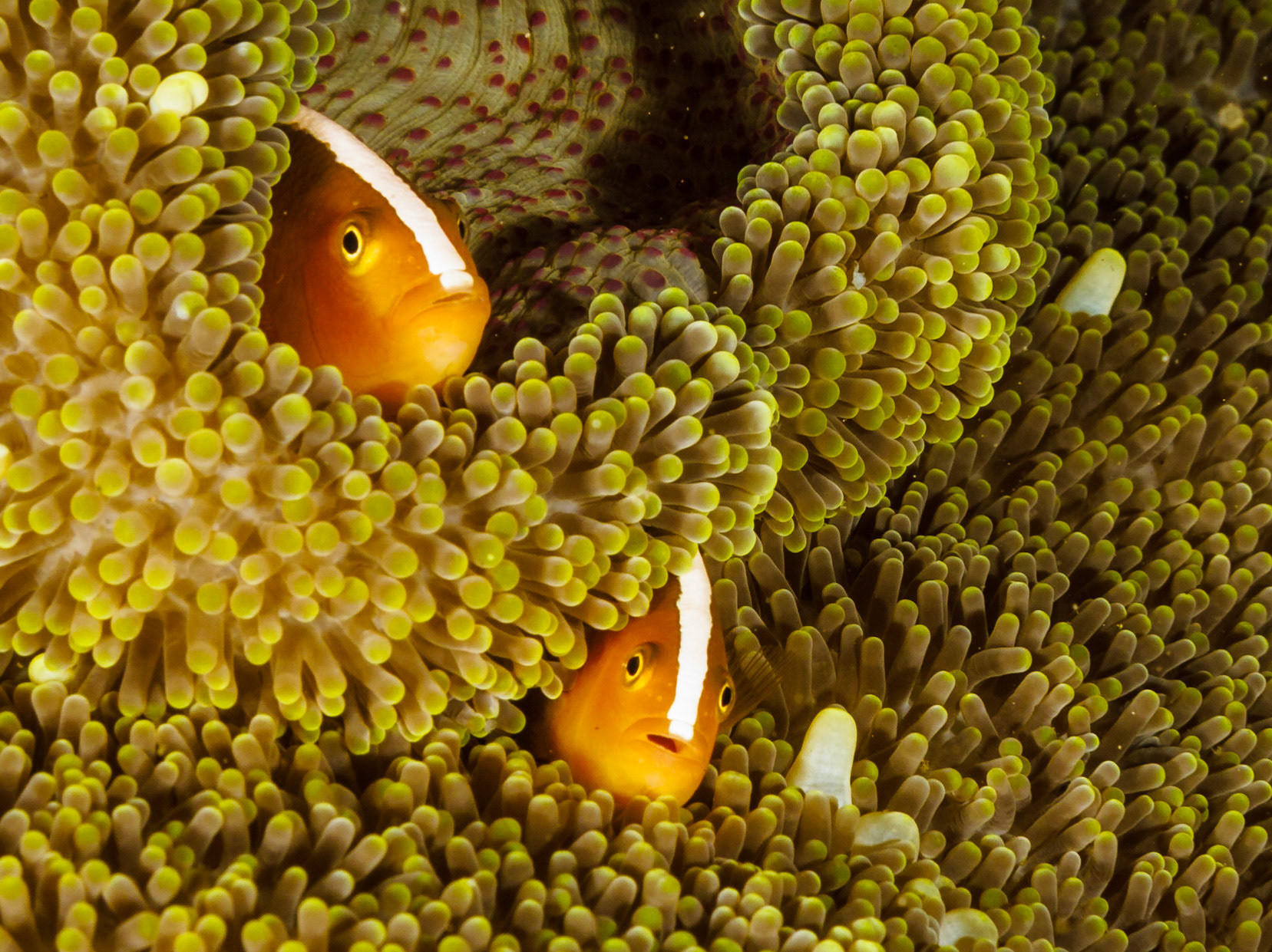 Orange Anemonefish