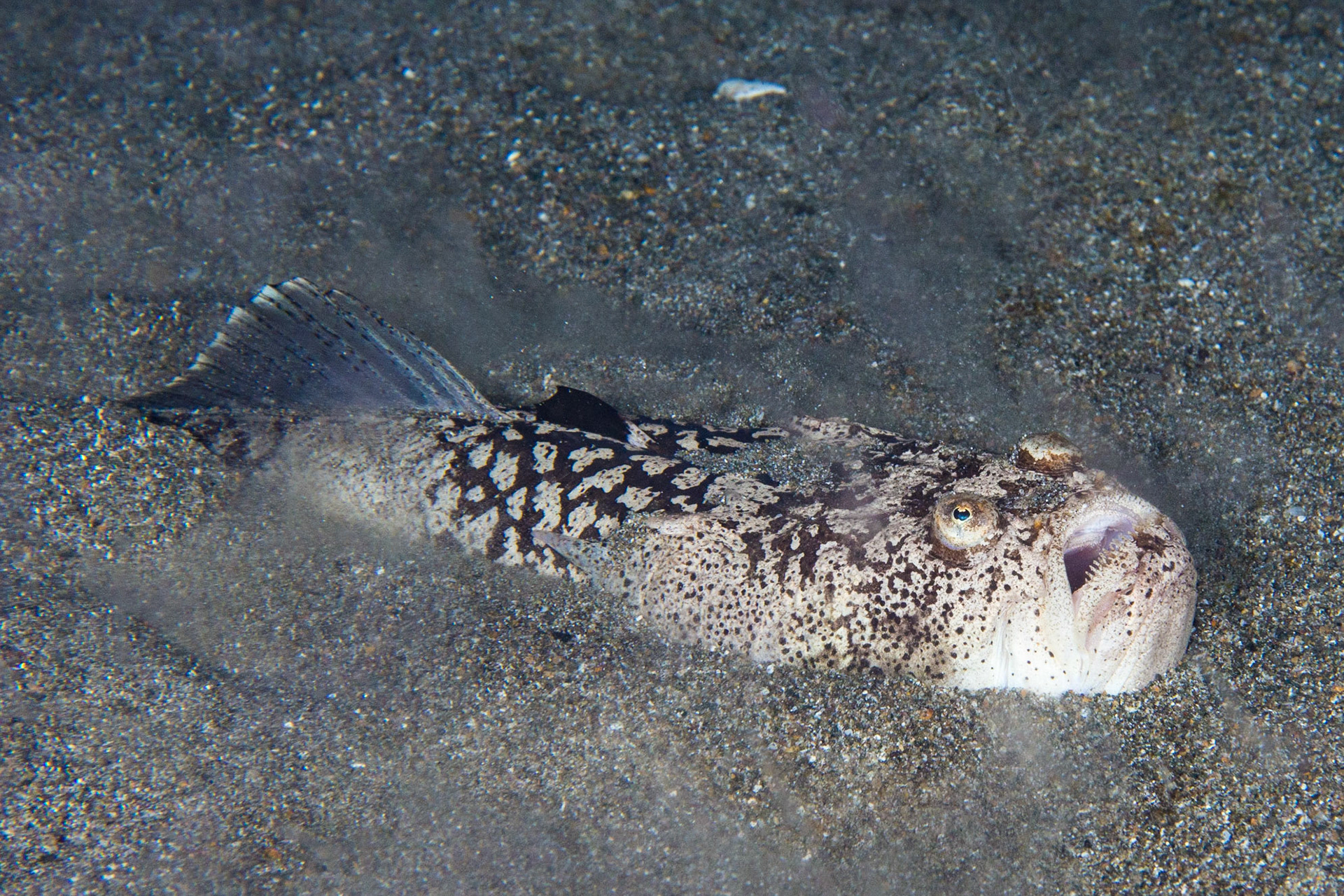 Reticulate Stargazer