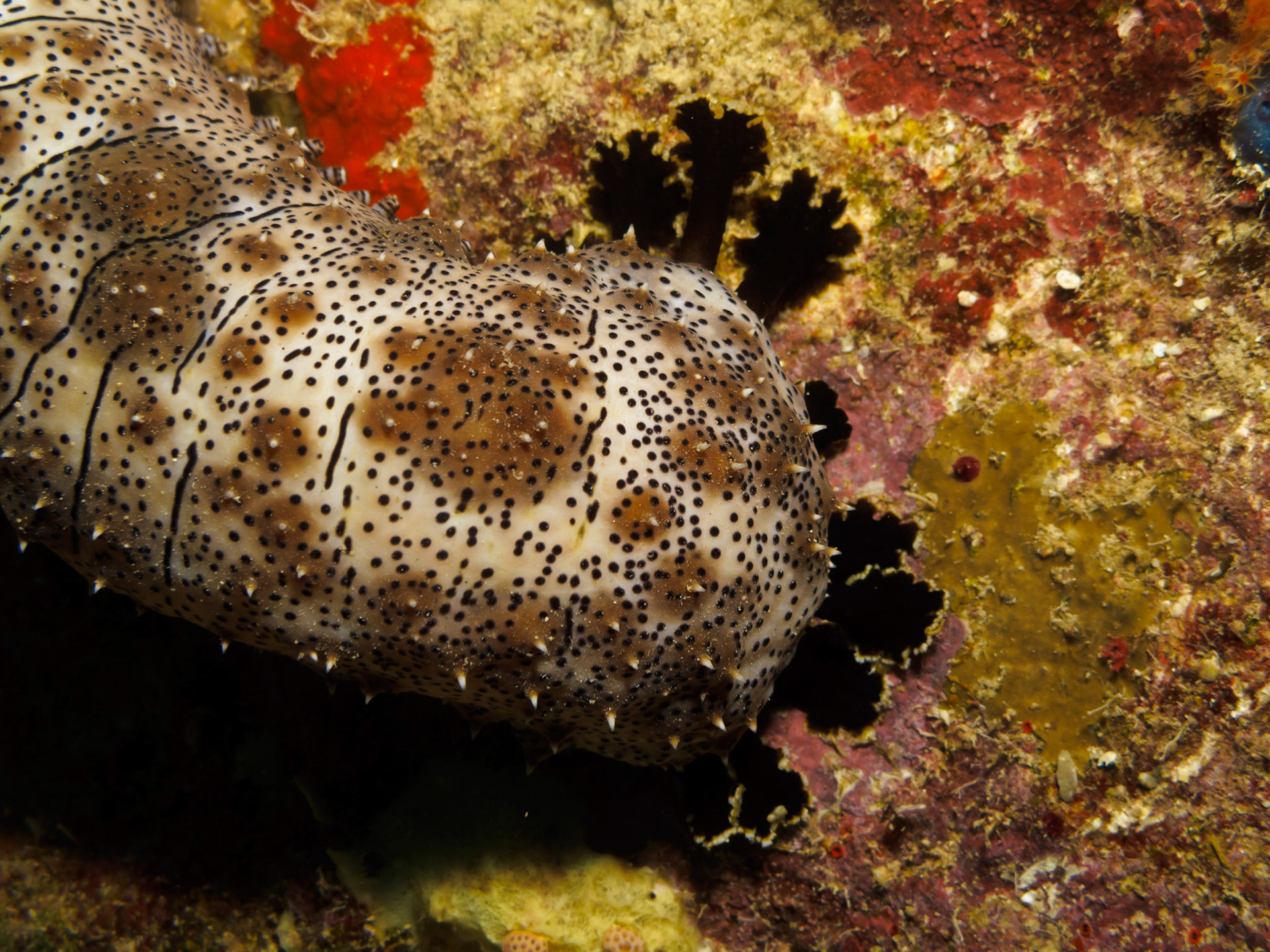 Blackmouth Sea Cucumber