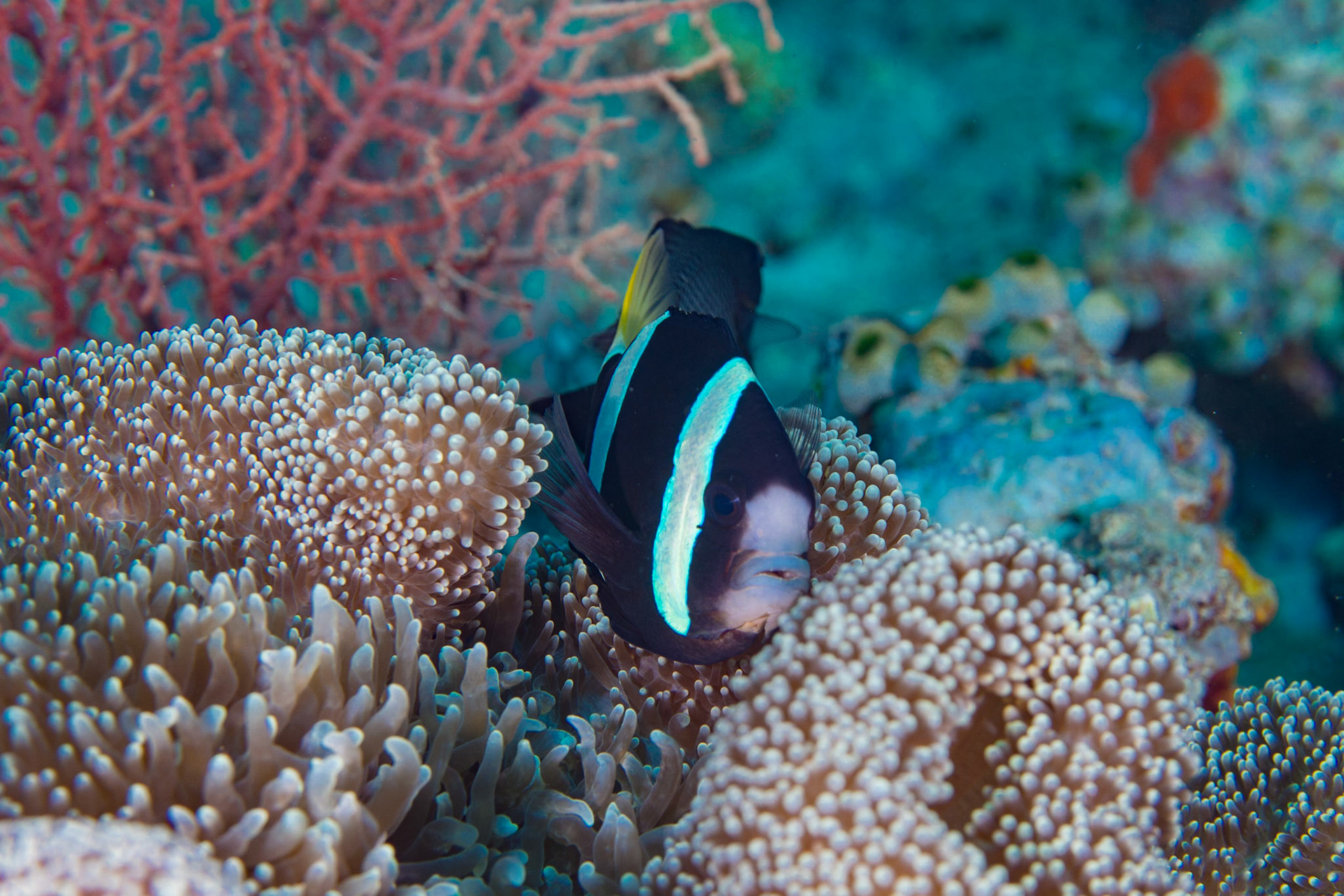 Clark's Anemonefish