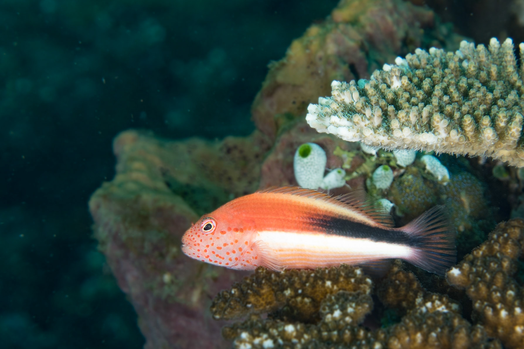 Freckled Hawkfish