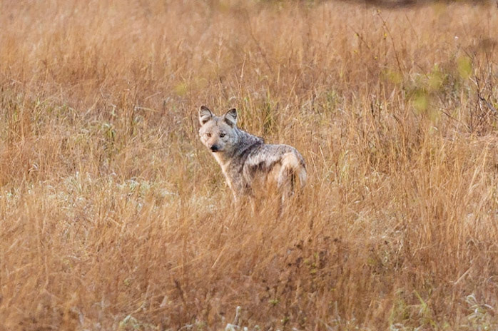 Side-striped Jackal