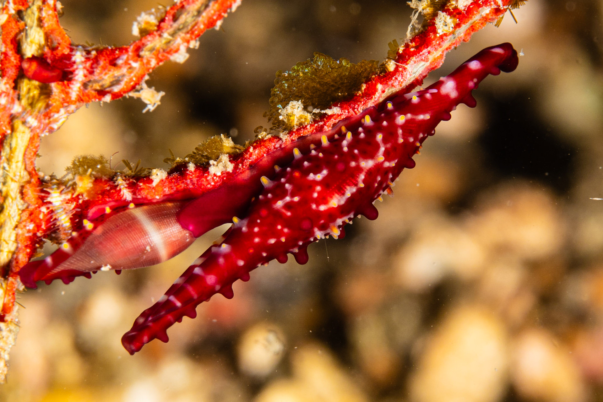 Rosy Spindle Cowrie