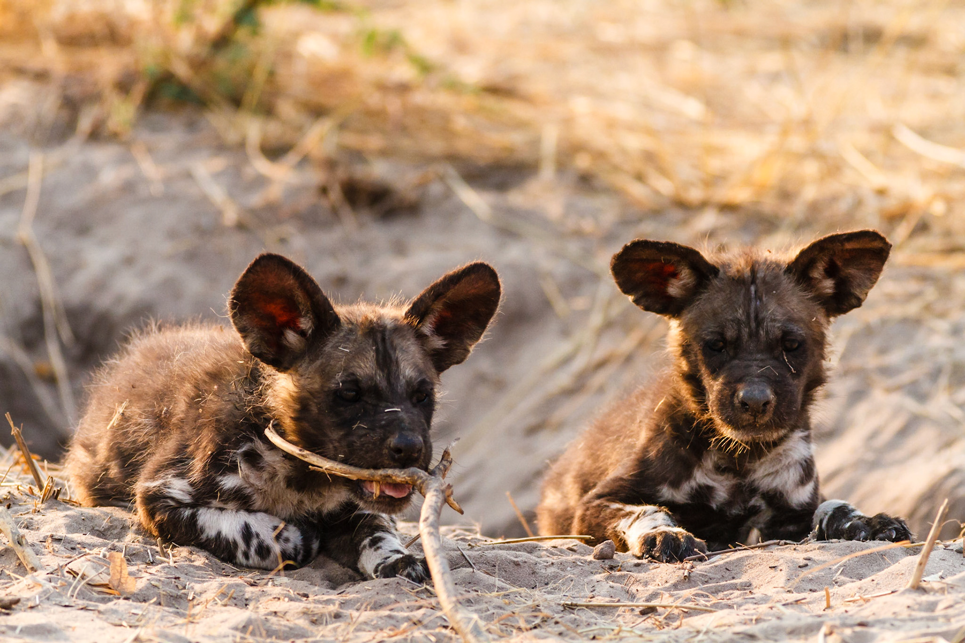Baby Wild Dogs in den