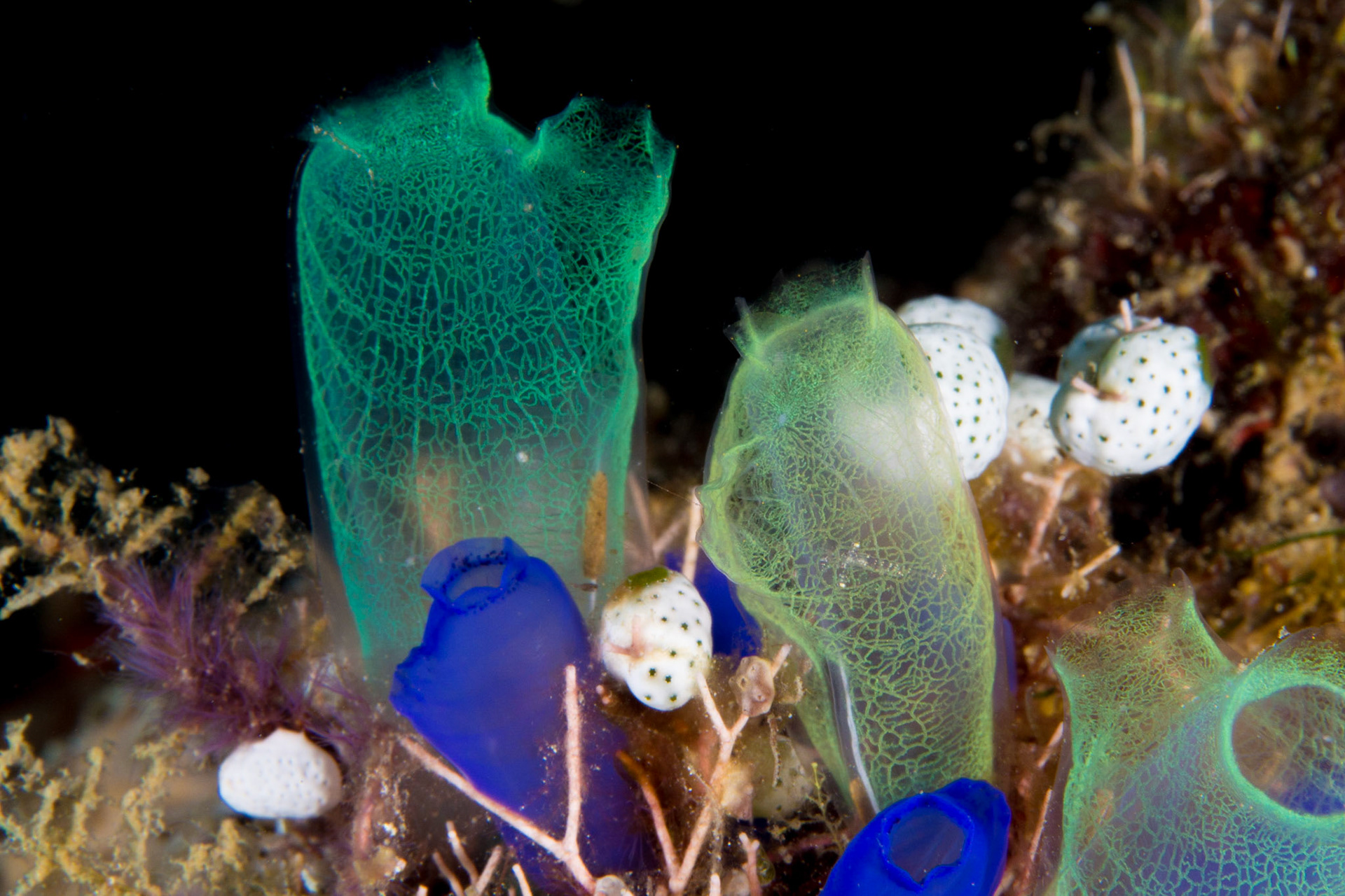 Rhopalaea sp.