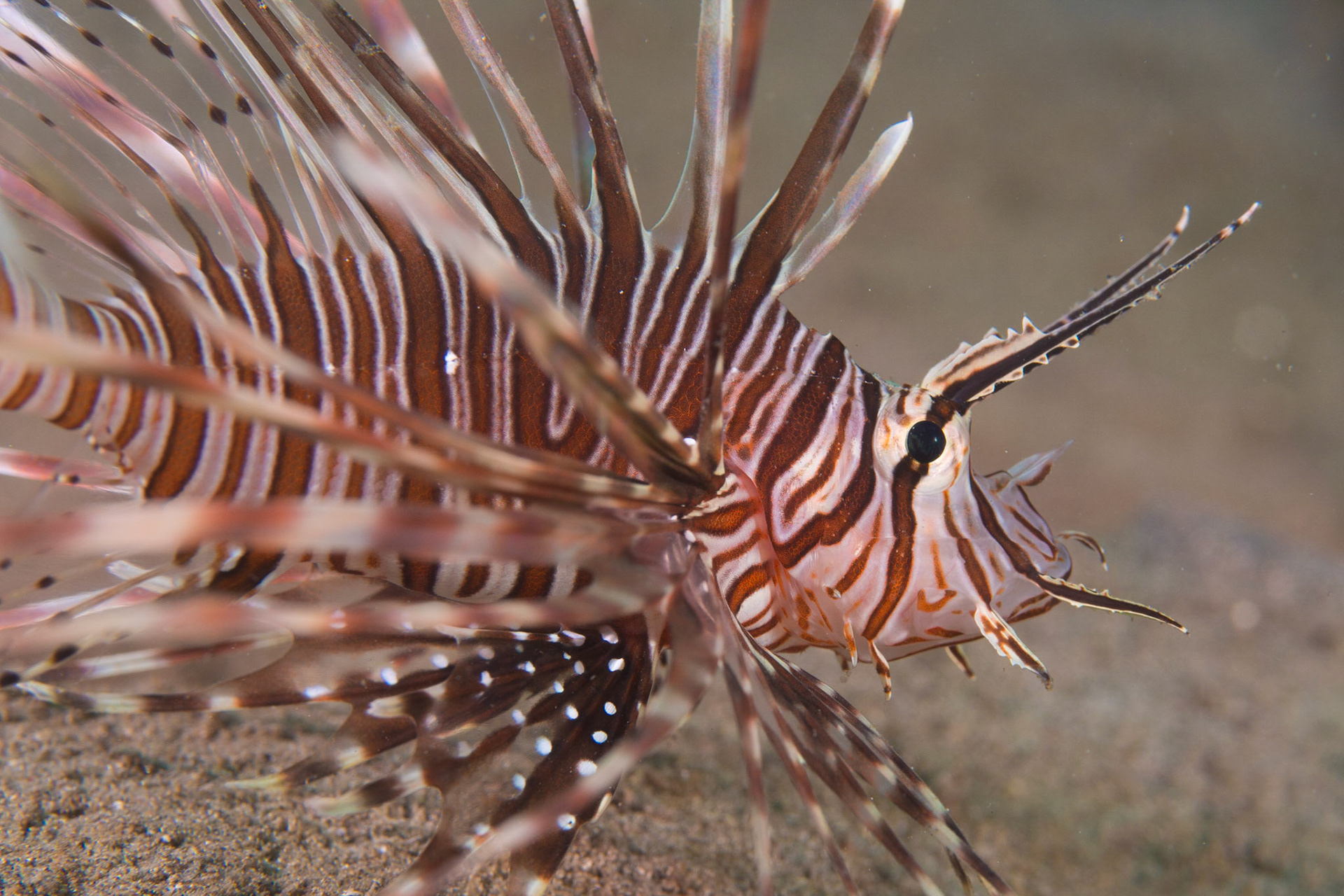 Red Lionfish