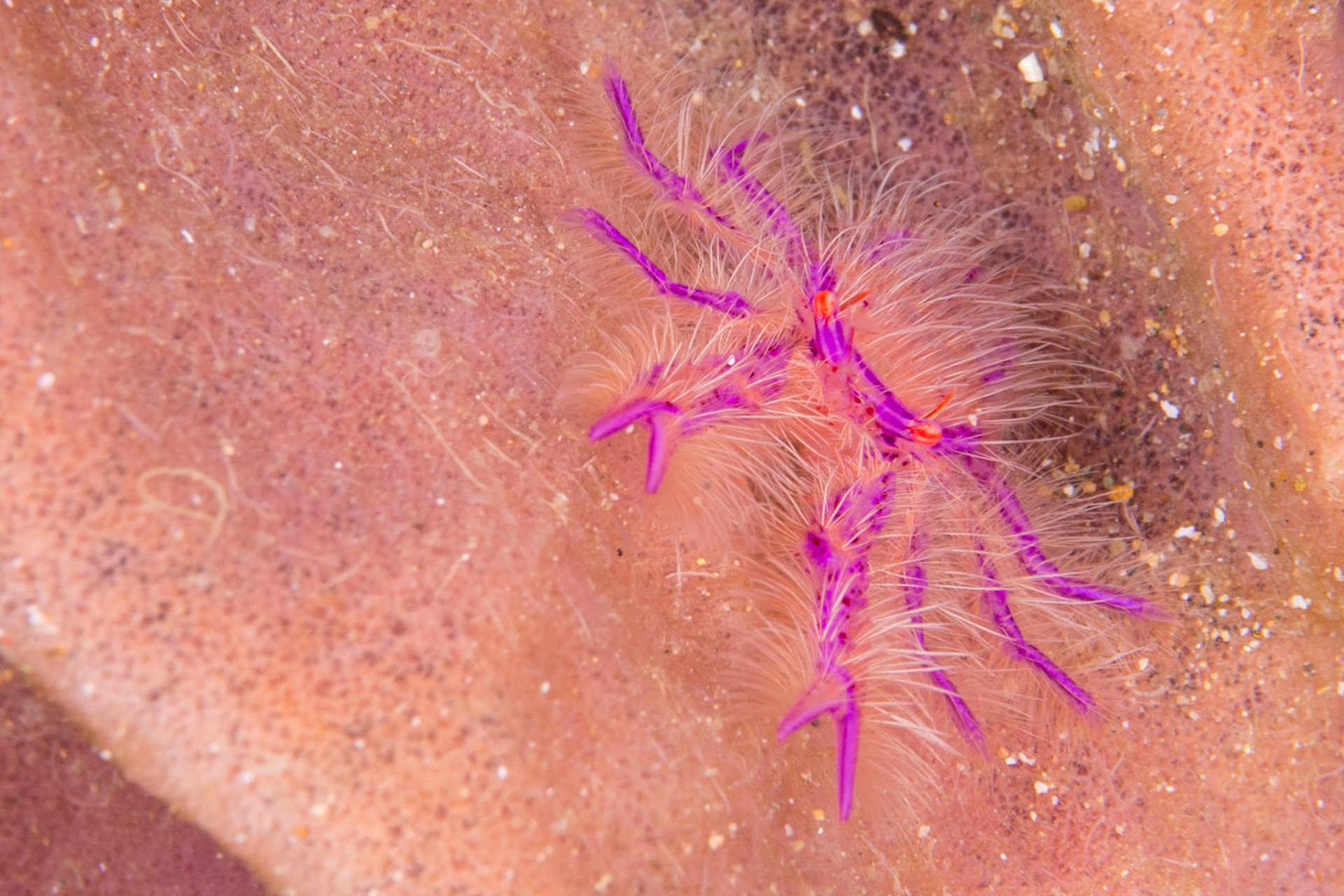 Hairy Squat Lobster