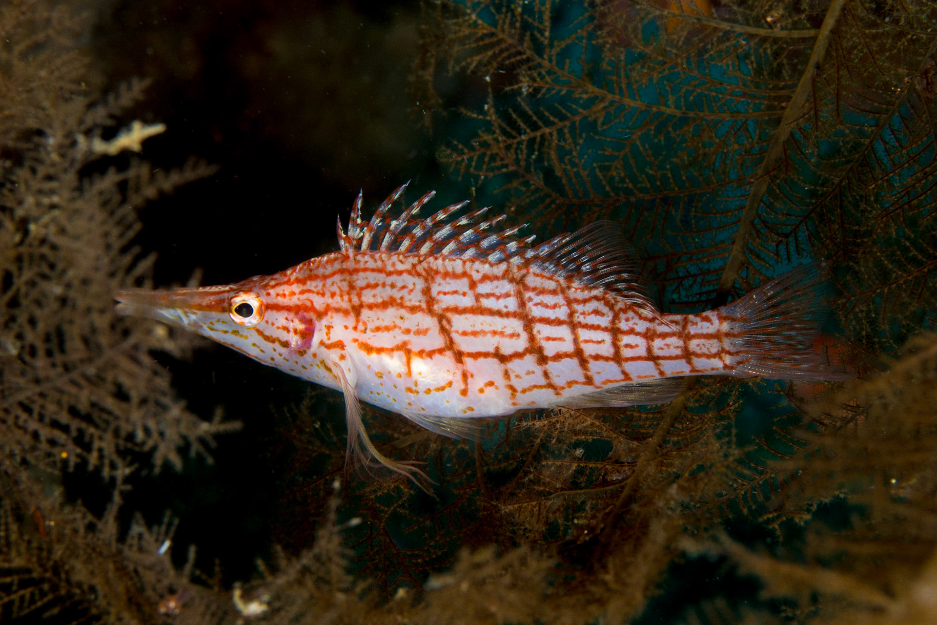 Longnose Hawkfish