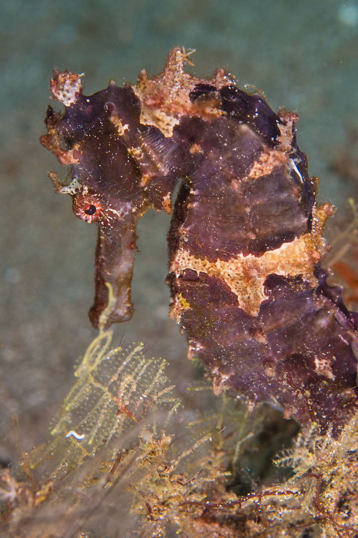 Common Seahorse