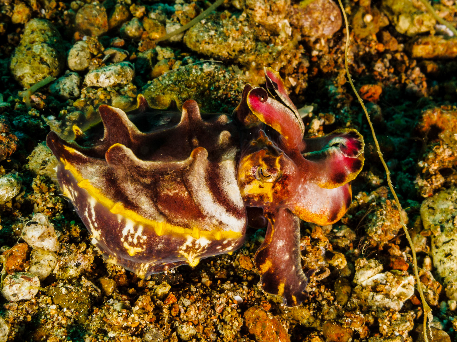 Flamboyant Cuttlefish