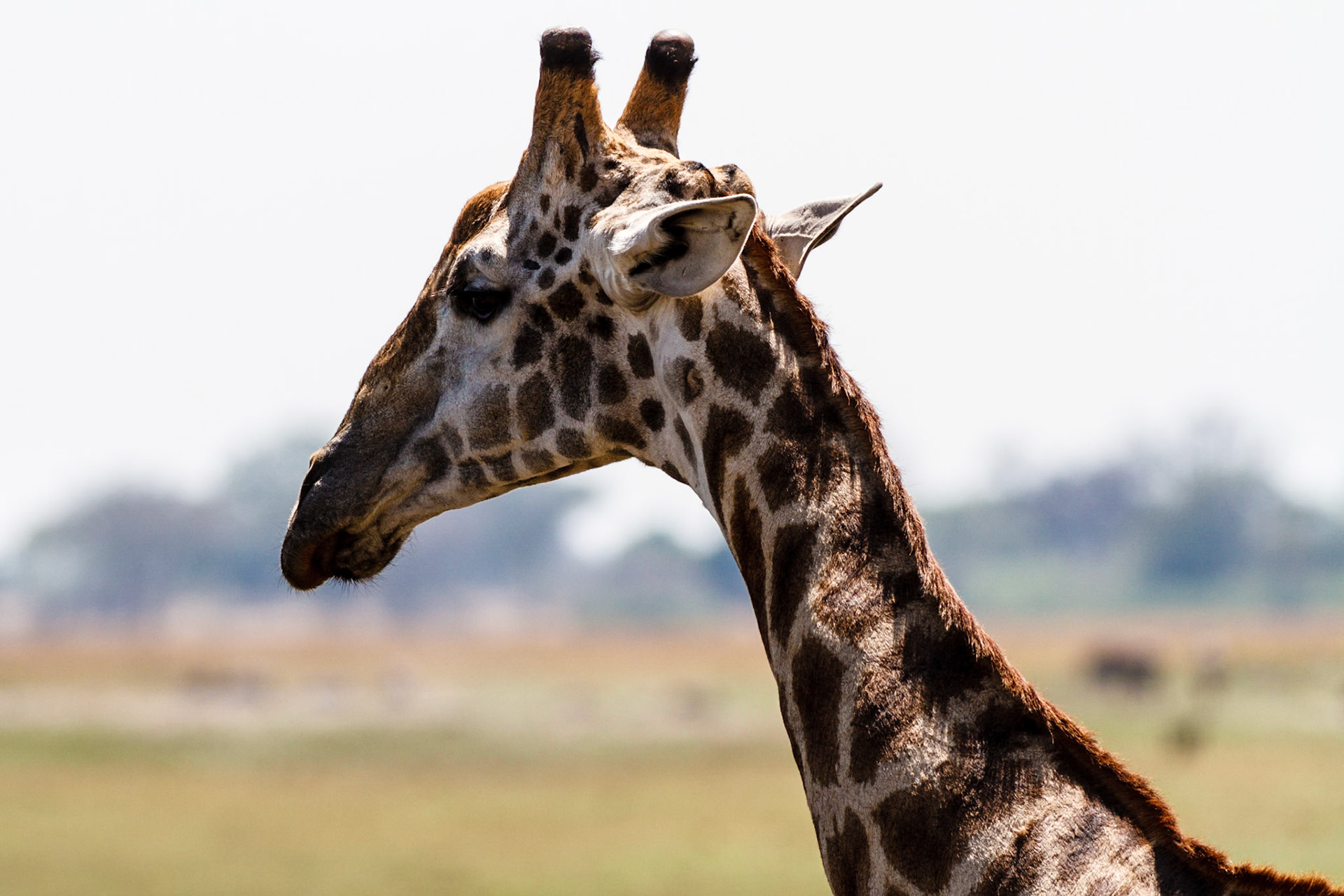 Giraffe
