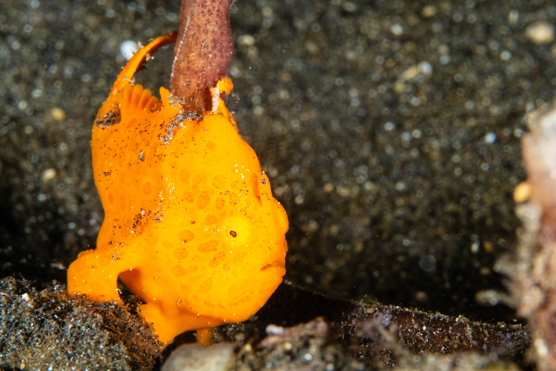 Painted Frogfish