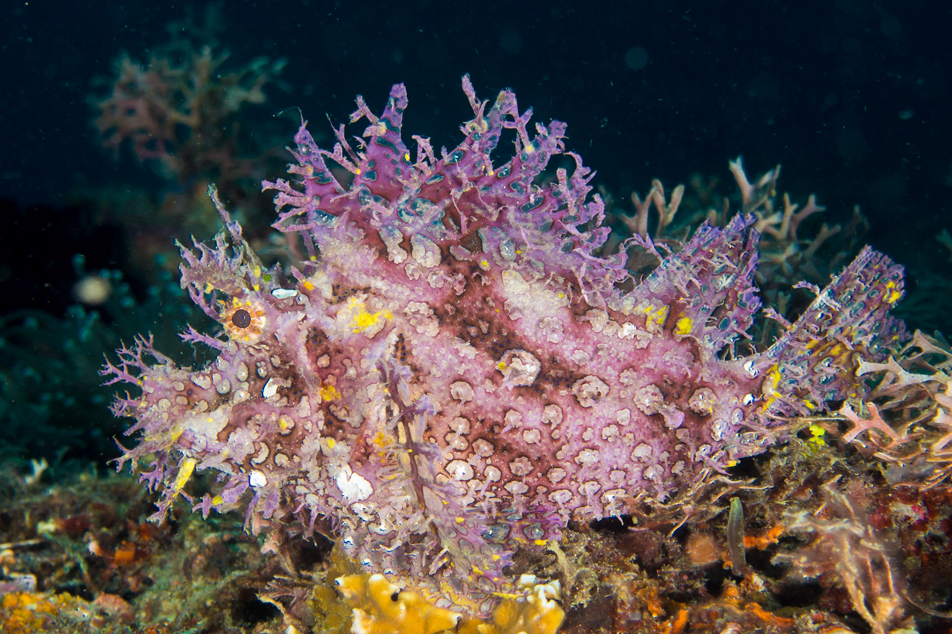 Weedy Scorpionfish