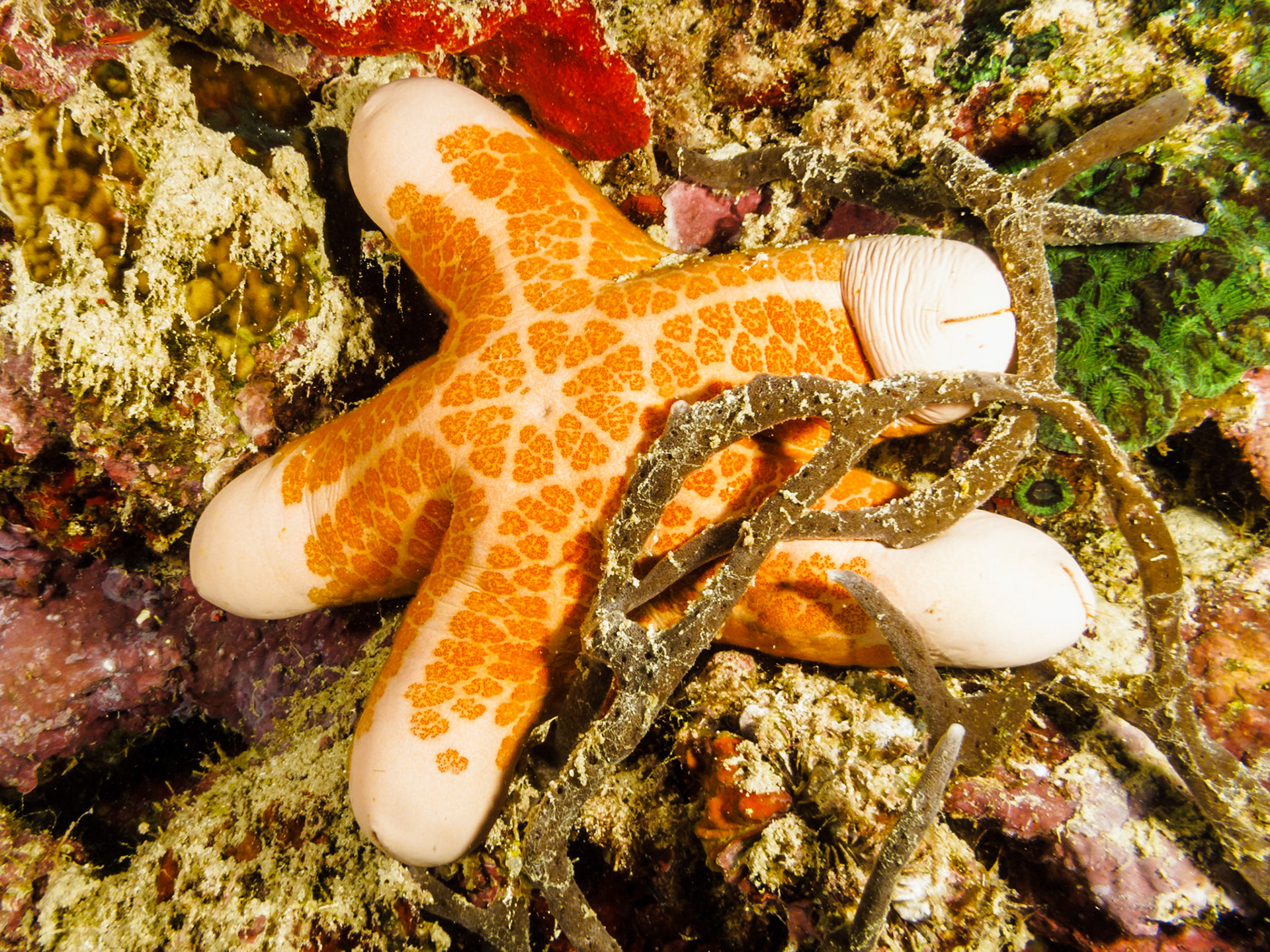 Granular Sea Star