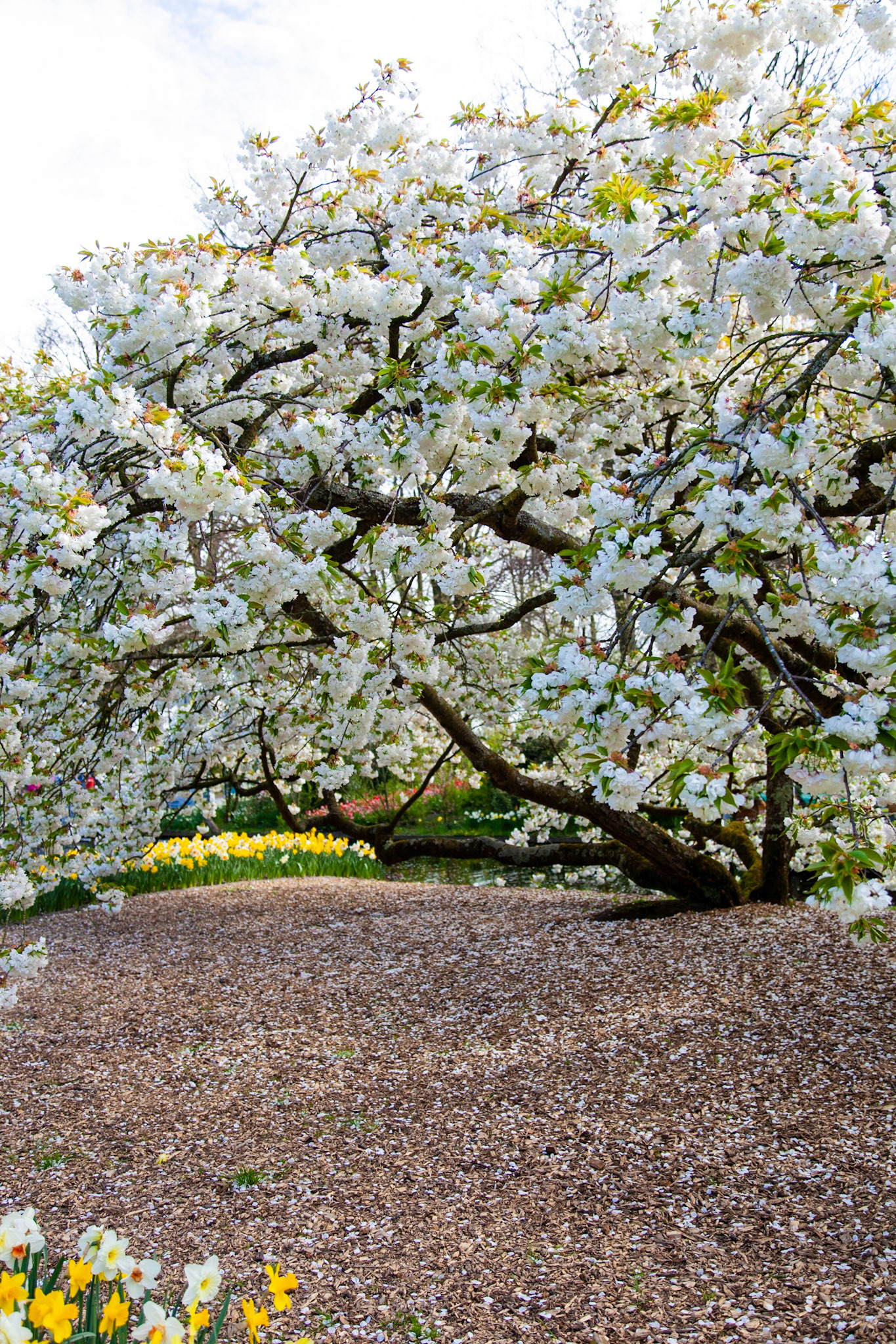 Flowering tree at Keukenhof