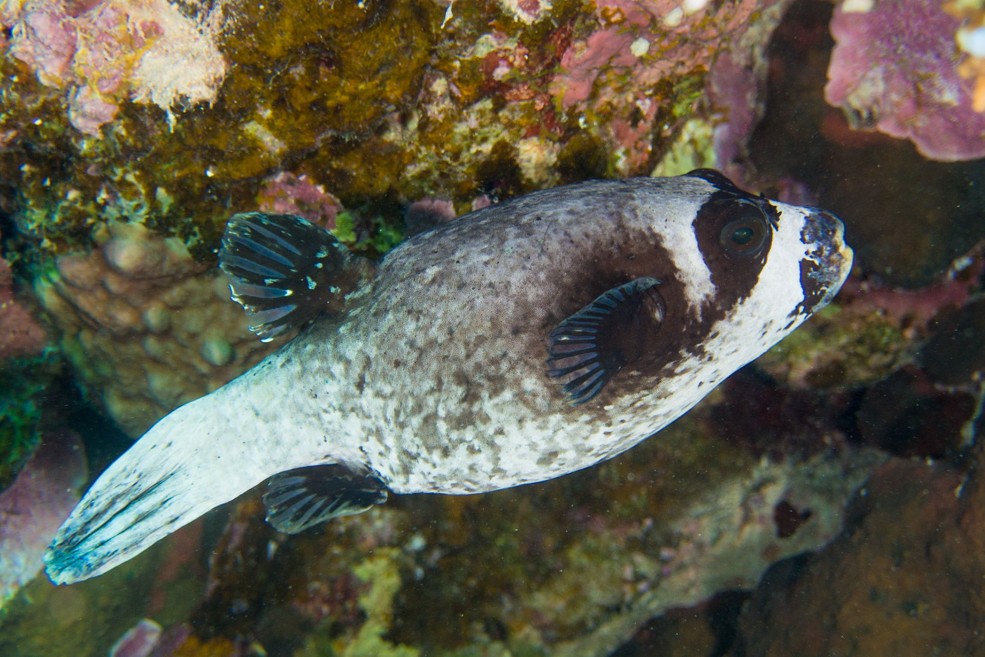 Masked Puffer
