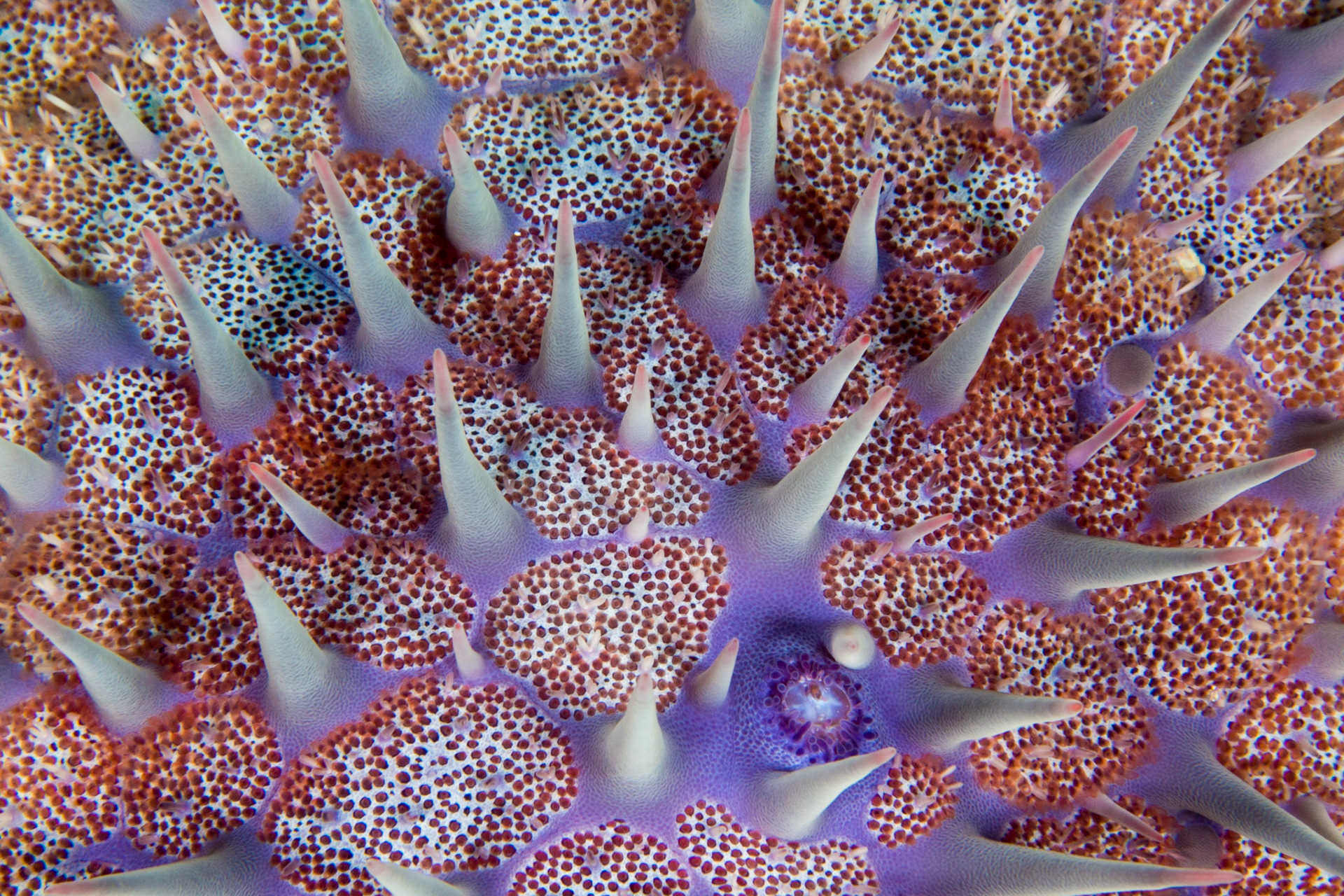 Crown-of-Thorns Sea Star