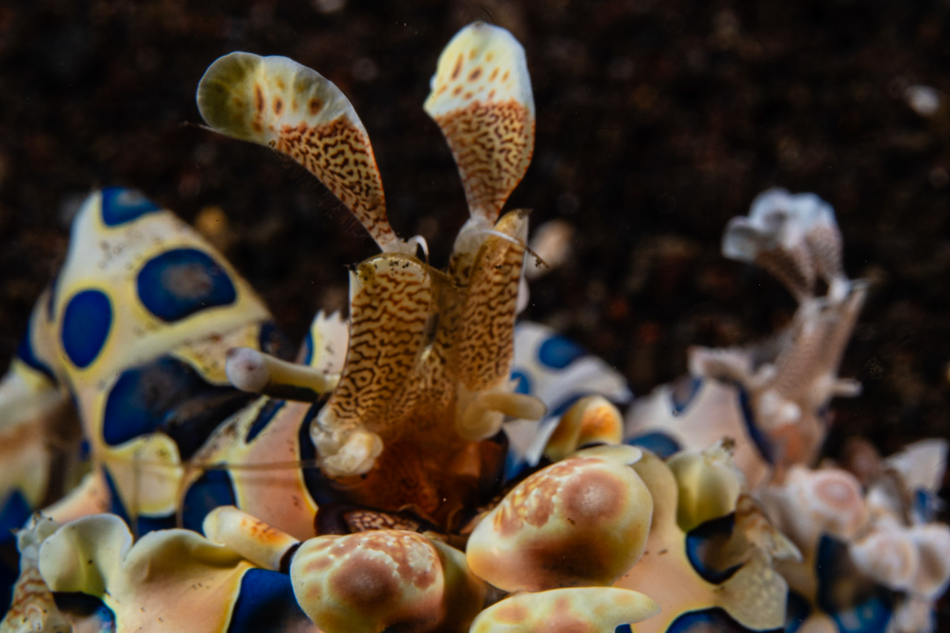 Harlequin Shrimp