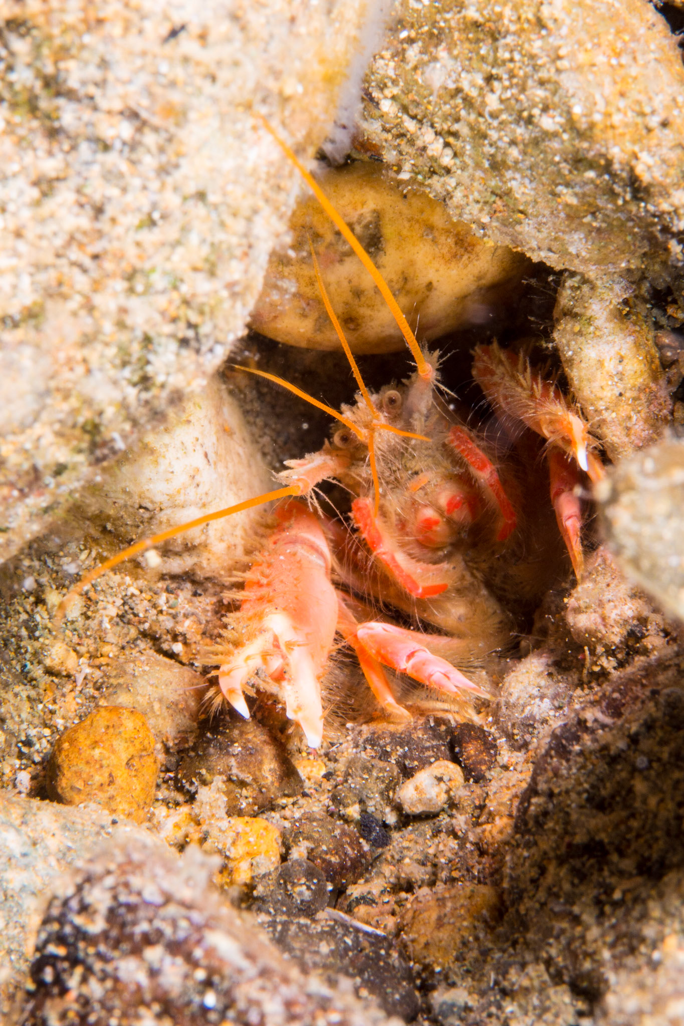 Squat Lobsters