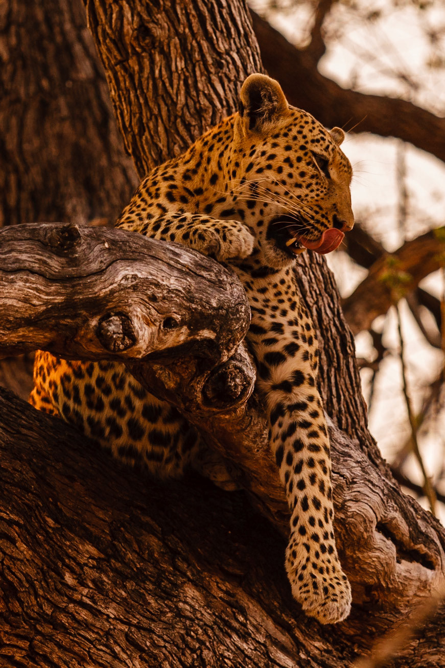 Leopard