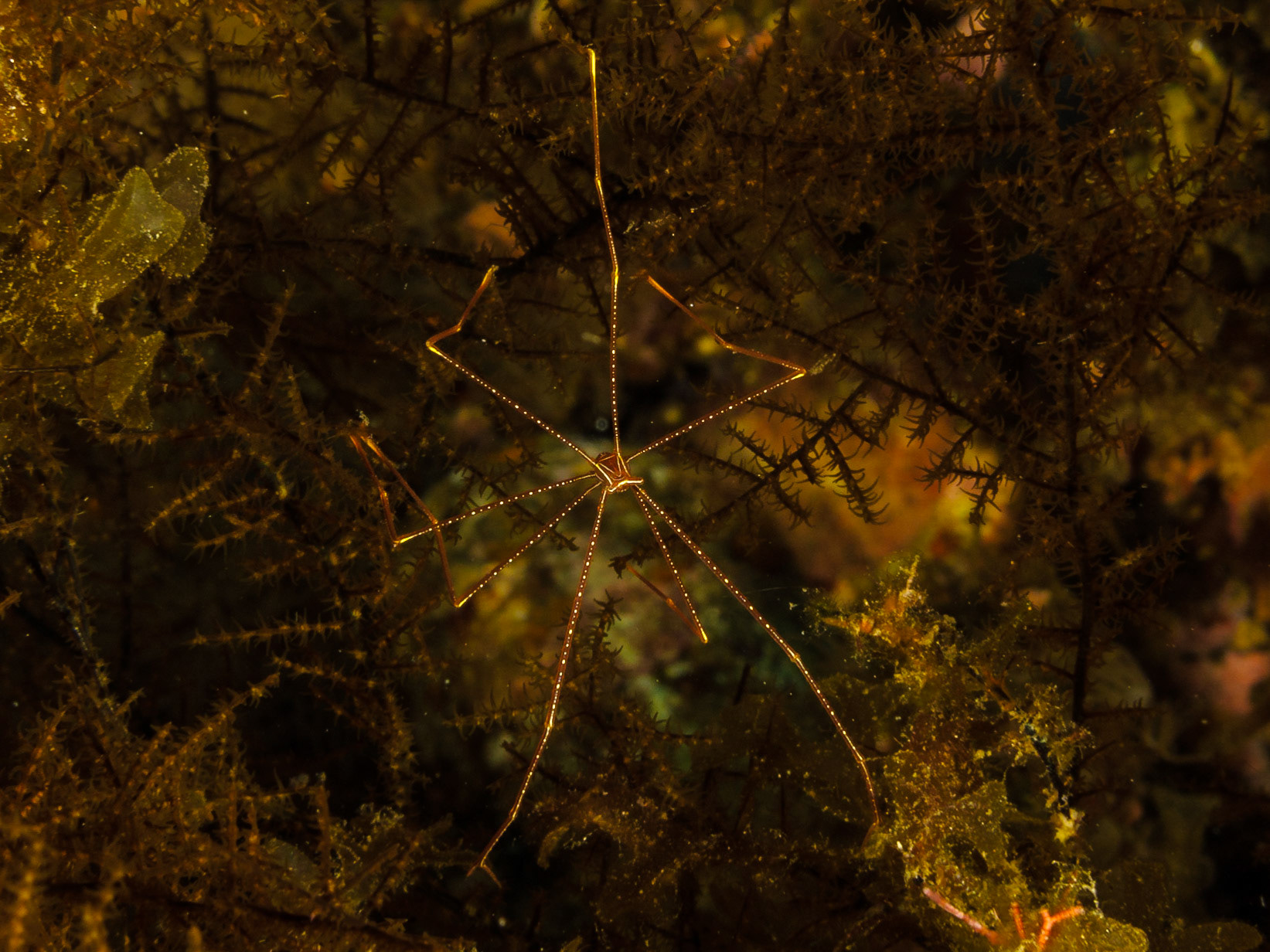 Spider Squat Lobster