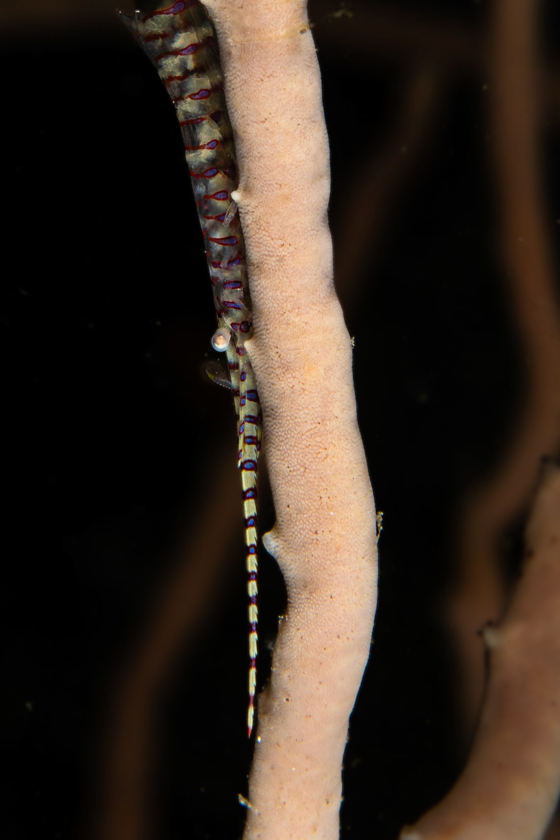 Banded Tozeuma Shrimp