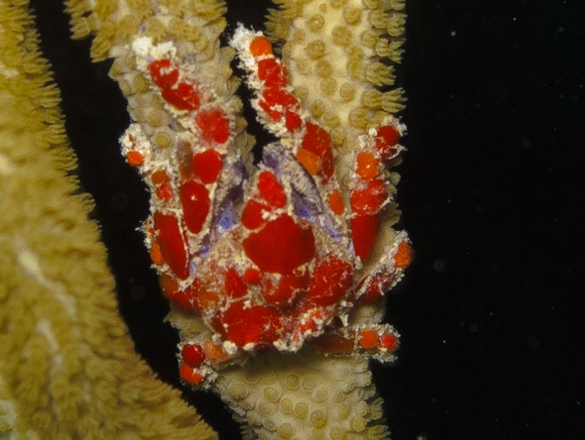 Decorator Crab
