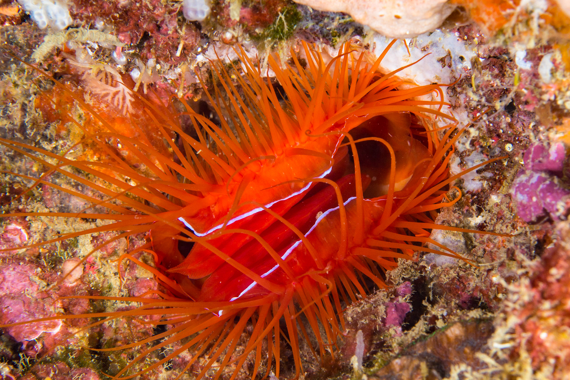 Electric Fileclam