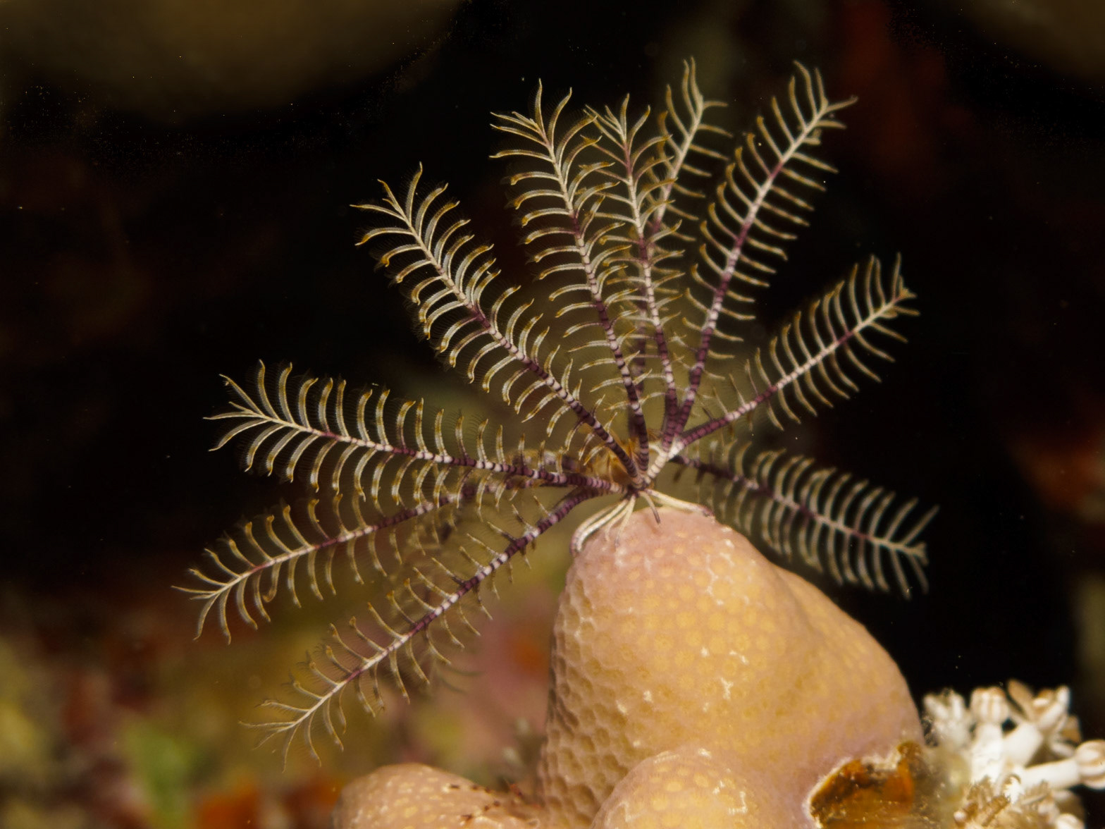 Savigny's Feather Star