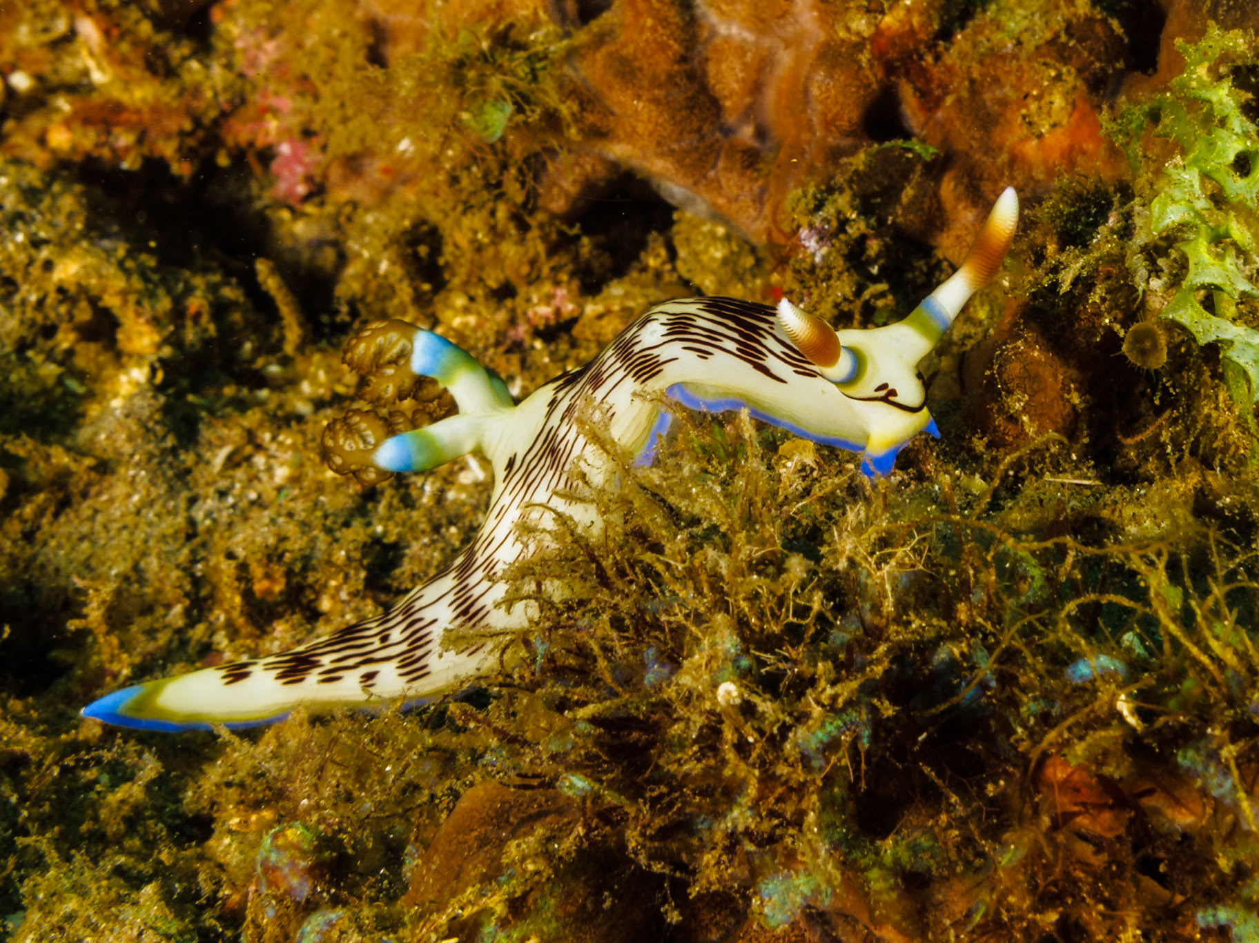 Nemobratha lineolata