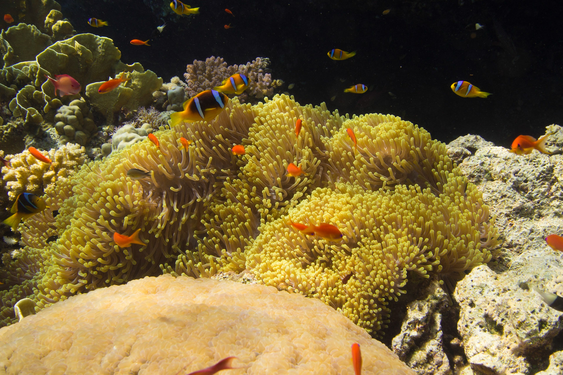 Red Sea Anemonefish, Scalefin Anthias, Magnificent Anemone