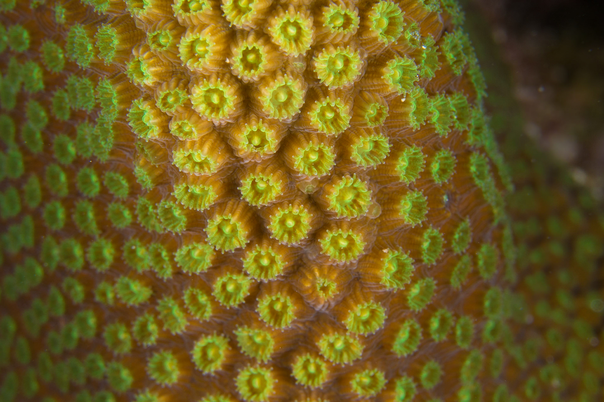 Star Corals