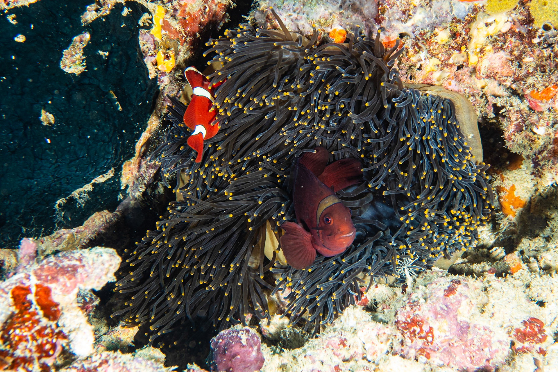 Spinecheek Anemonefish and Anemones