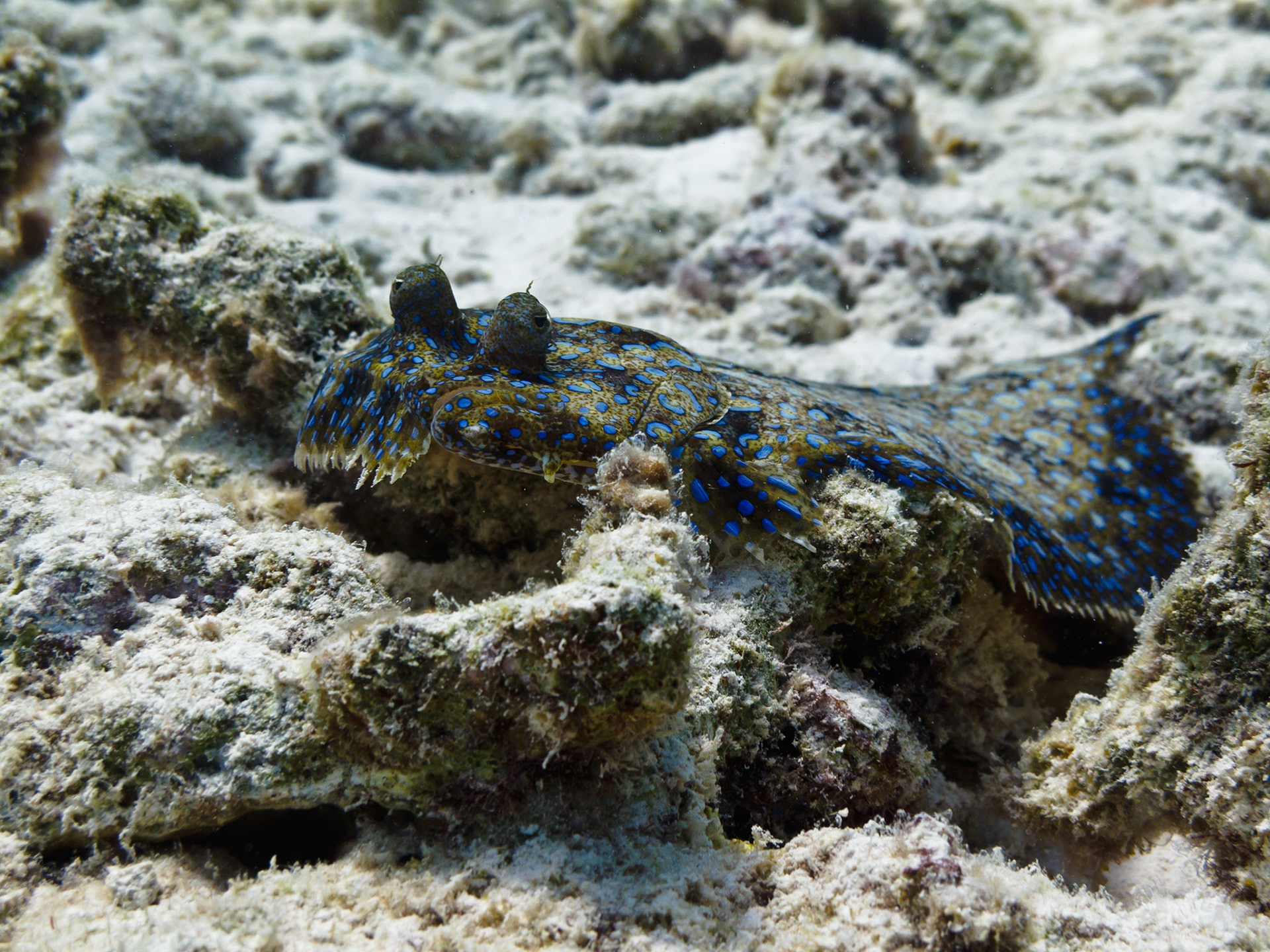 Peacock Flounder