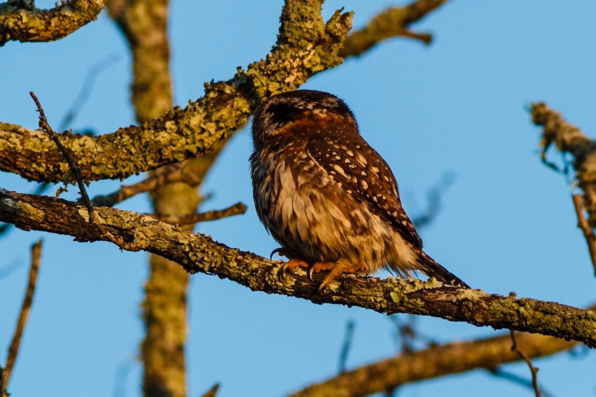 Pearl-spotted Owlet
