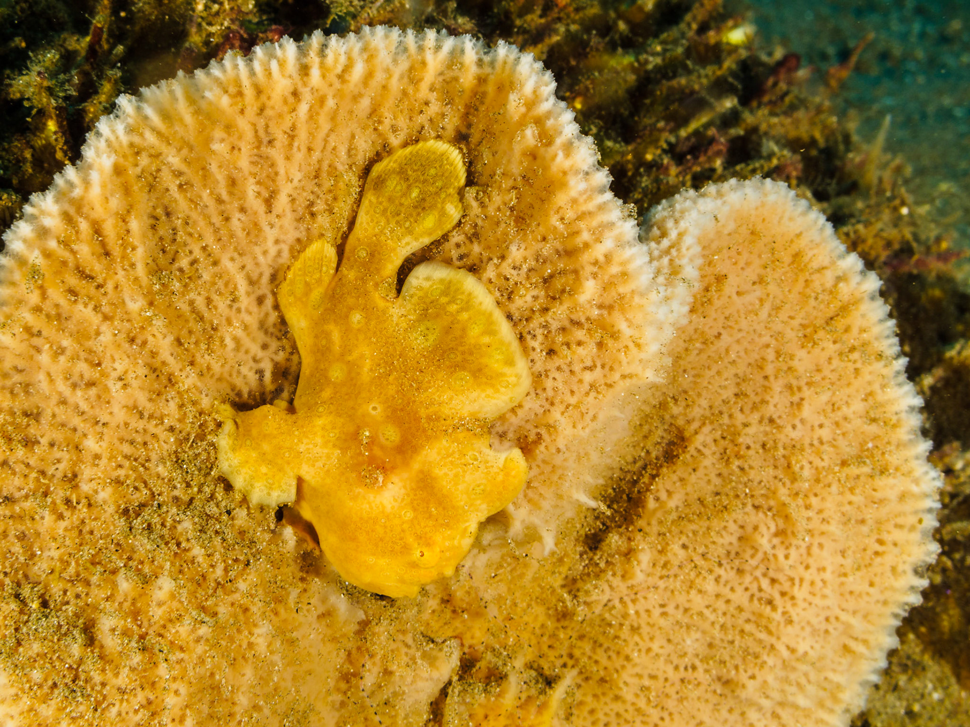 Painted Frogfish