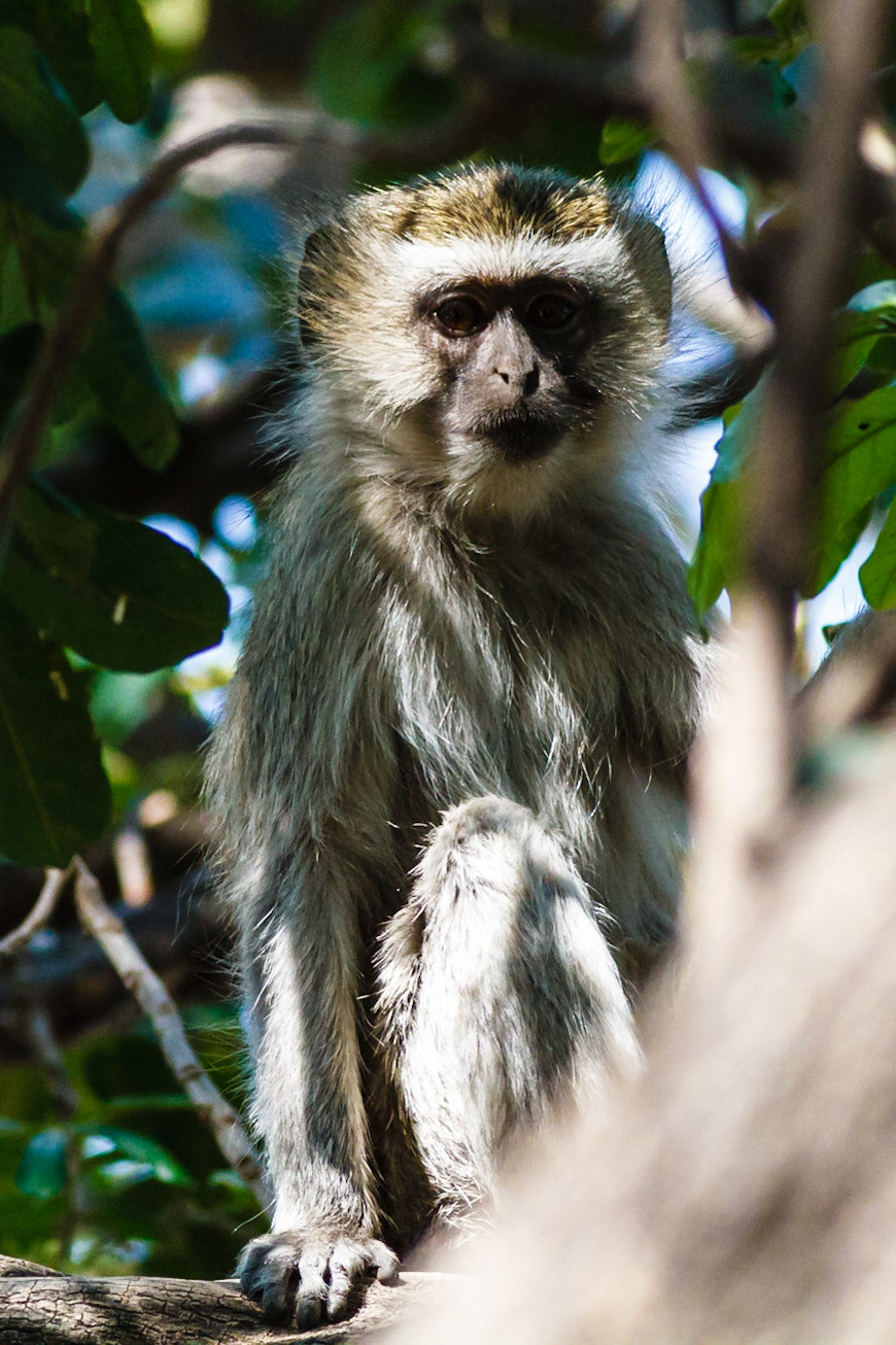 Vervet Monkey