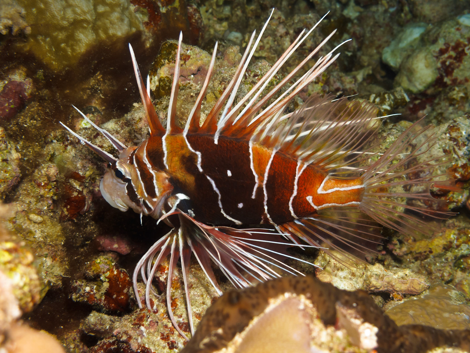 Clearfin Lionfish