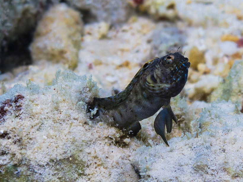 Sailfin Blenny at Belmar House Reef, Bonaire. Out of the frame to the right is a signalling mirror to get him to see his reflection.