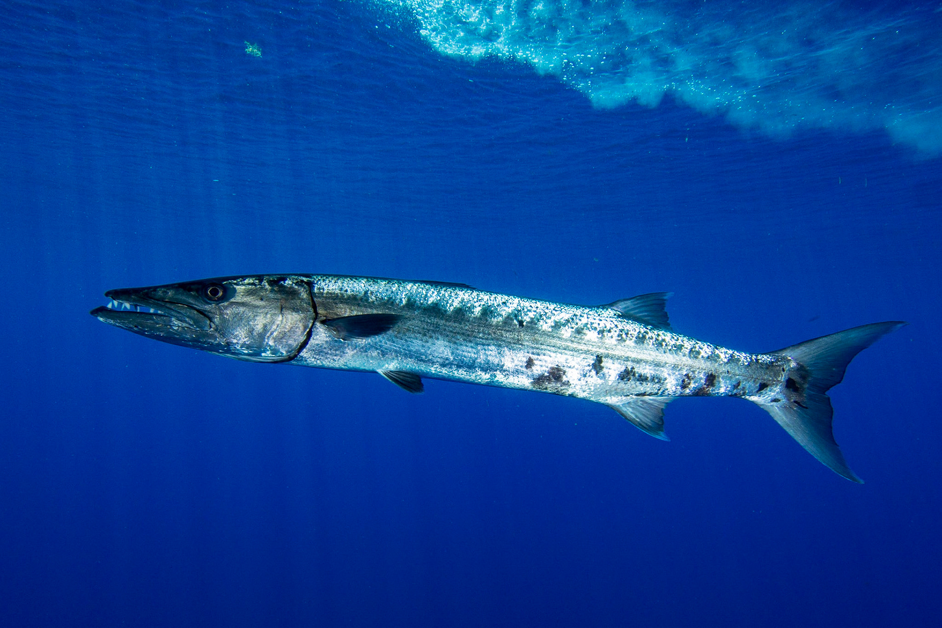 Great Barracuda