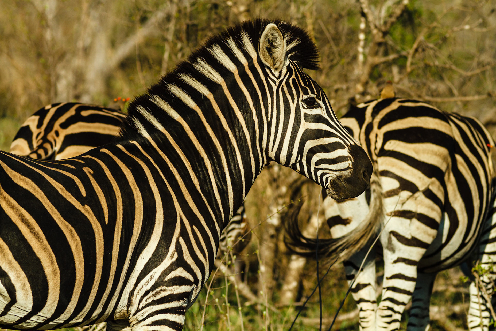 Common Zebra