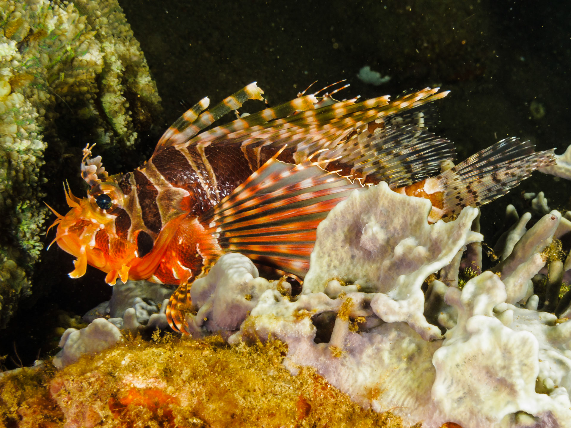 Zebra Lionfish