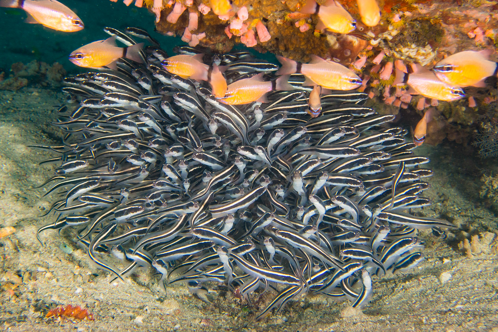 Striped Eel Catfish