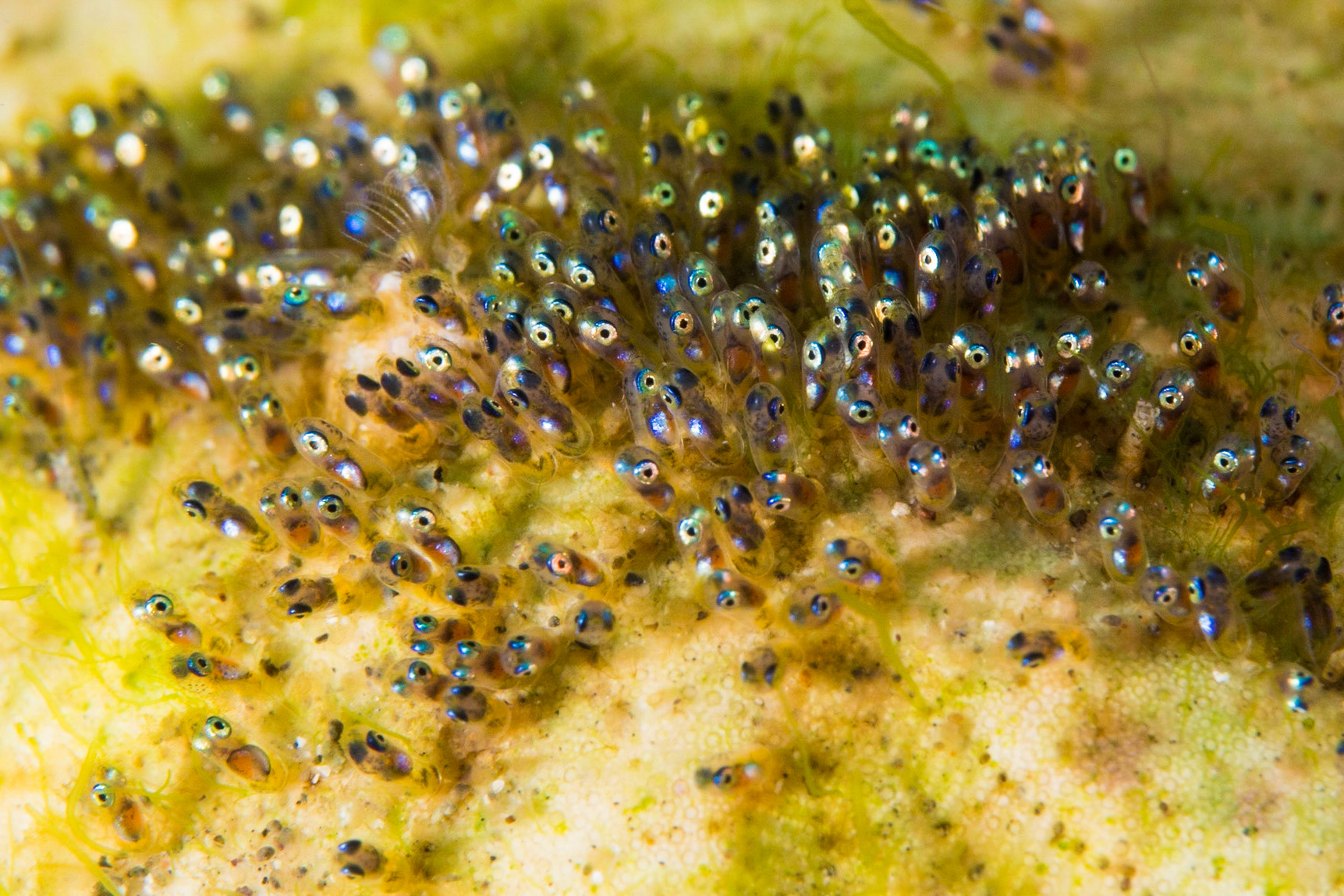 Saddleback Anemonefish