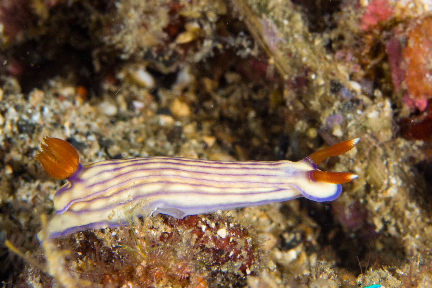 Hypselodoris whitei