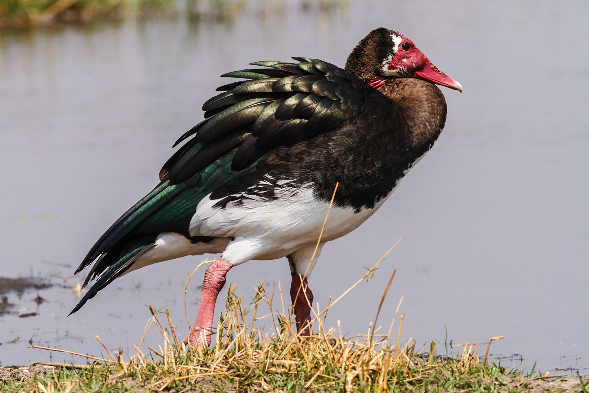 Spur-winged Goose