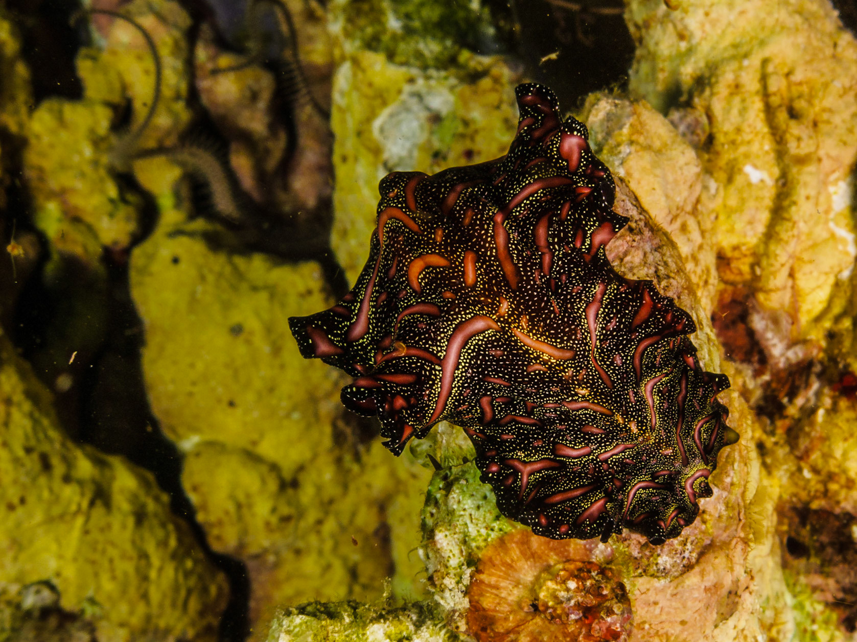 Persian Carpet Flatworm