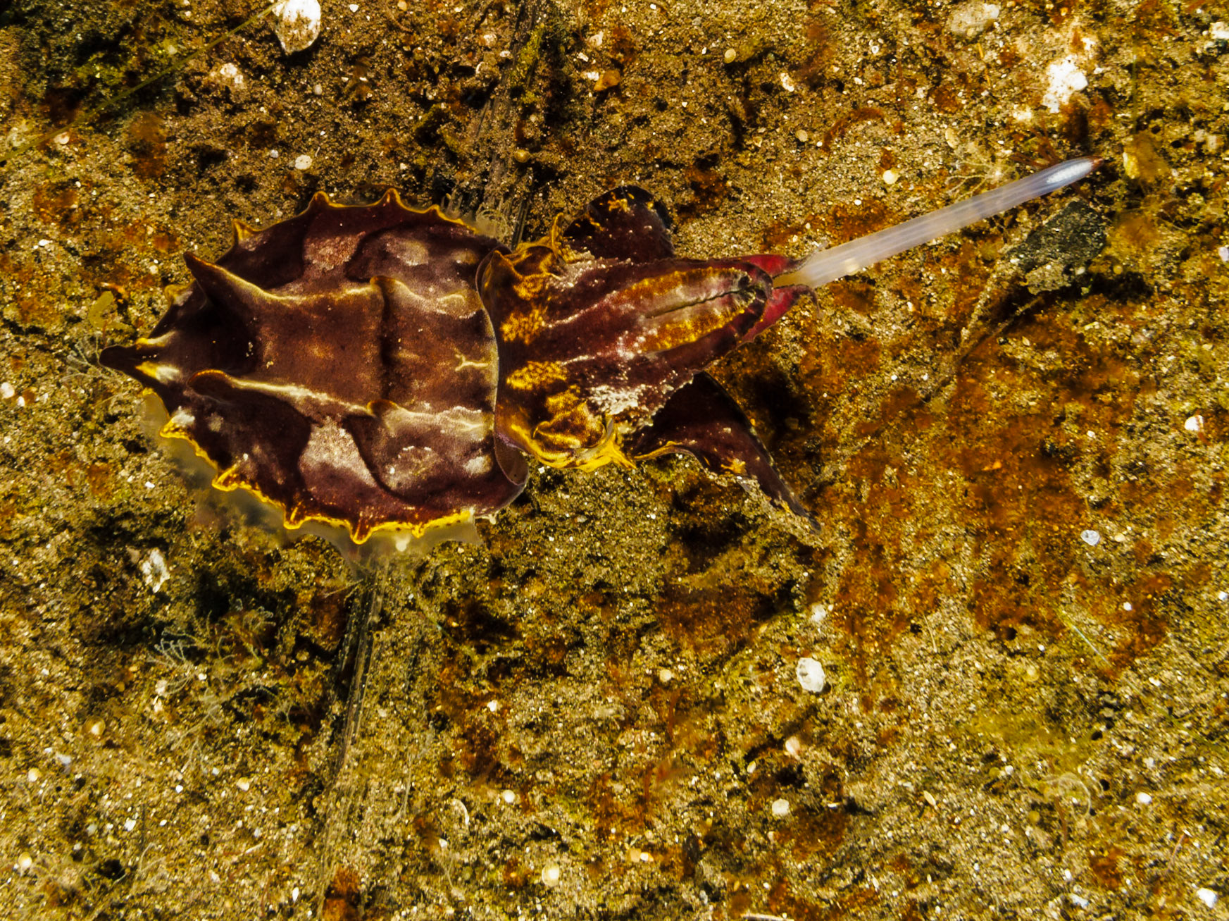 Flamboyant Cuttlefish