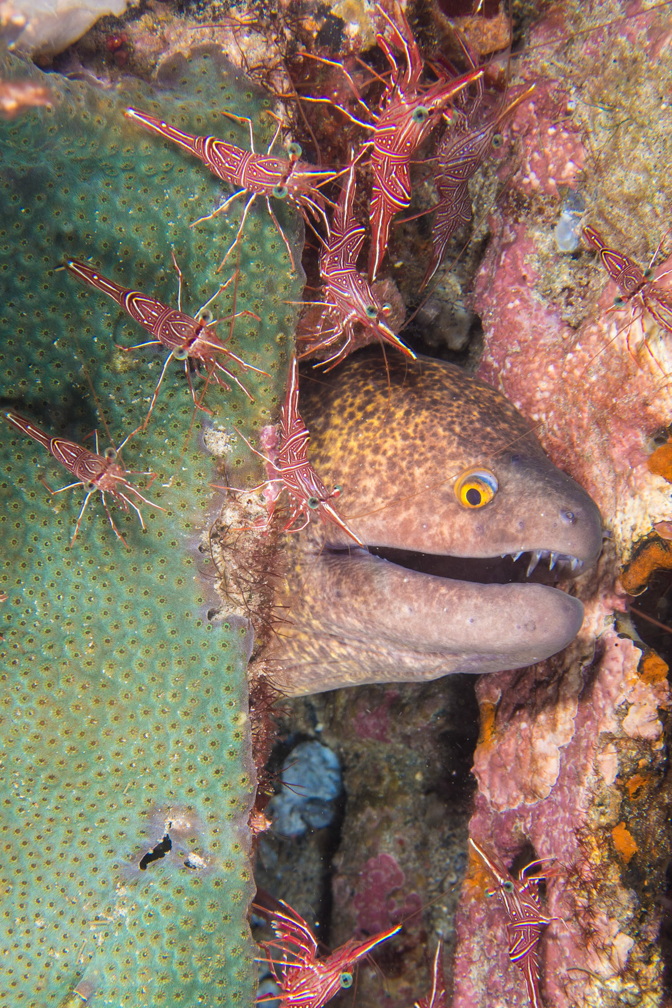 Yellowmargin Moray and Dancing Shrimp