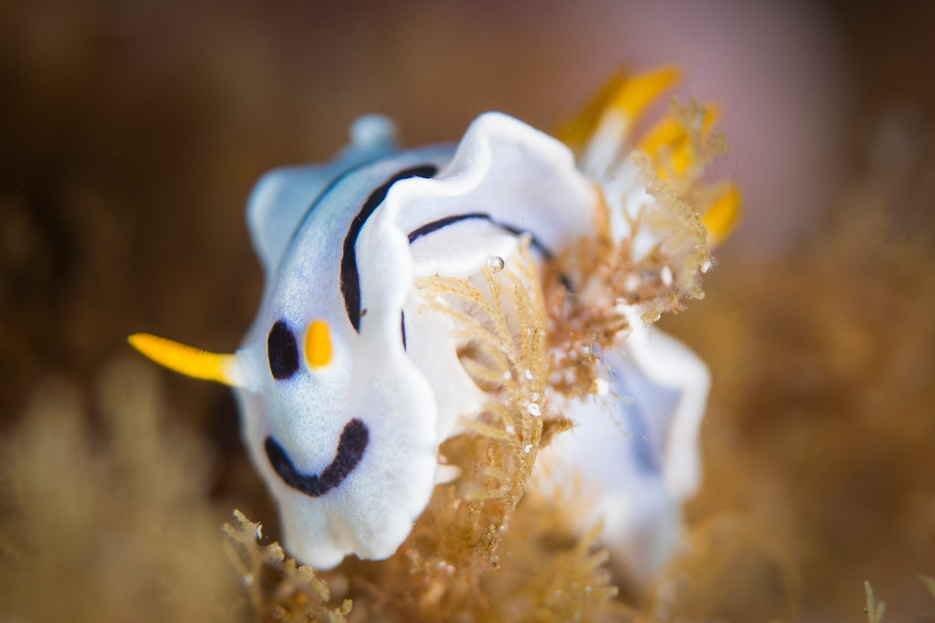 Chromodoris dianae